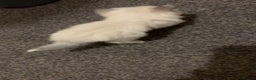 British Longhair cats for sale: X2 male British longhair kittens needing homes - Advert 6