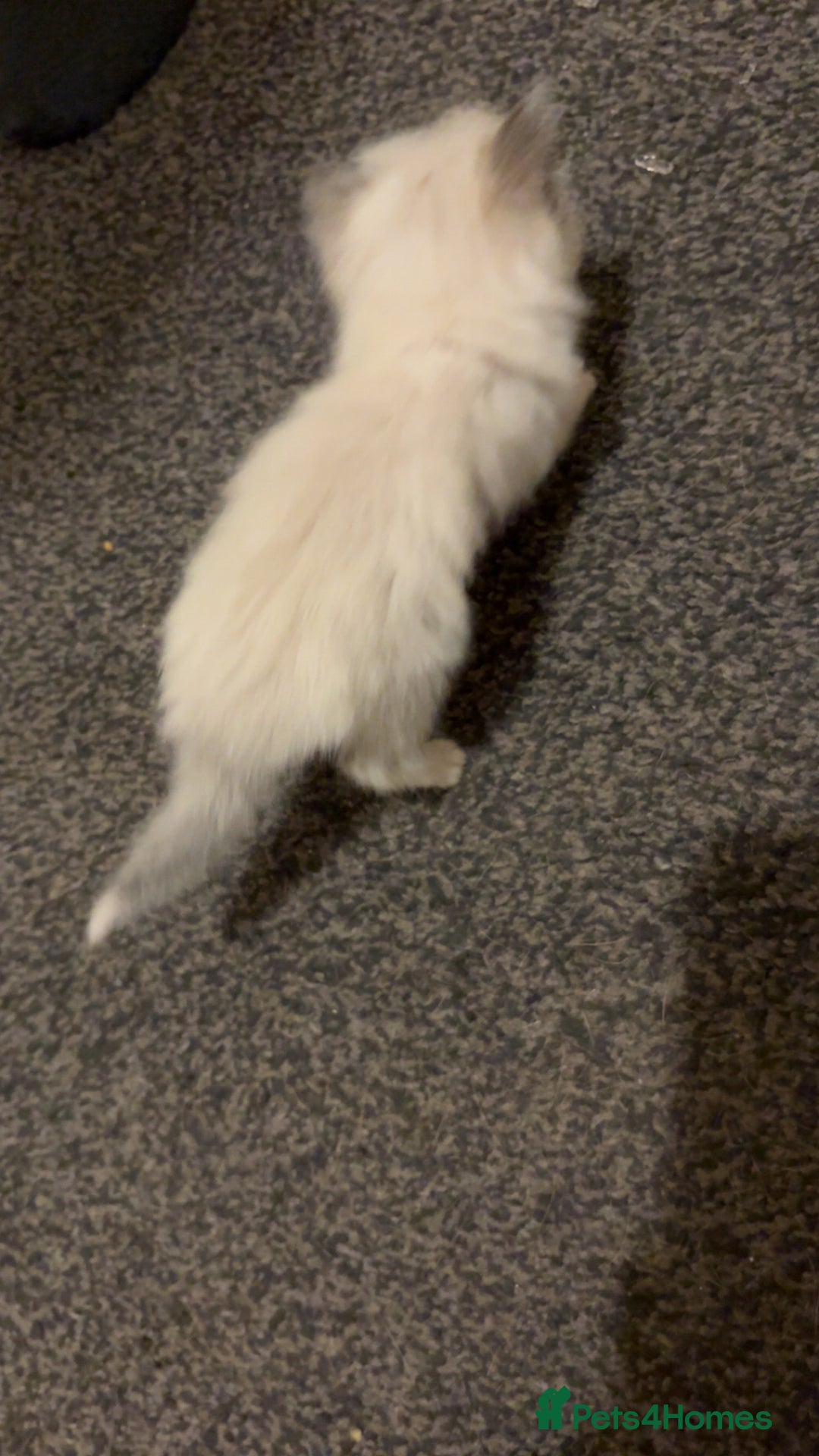 British Longhair cats for sale: X2 male British longhair kittens needing homes - Advert 6