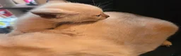 Tonkinese cats for sale: First generation, pedigree, registered,vet checked - Advert 5