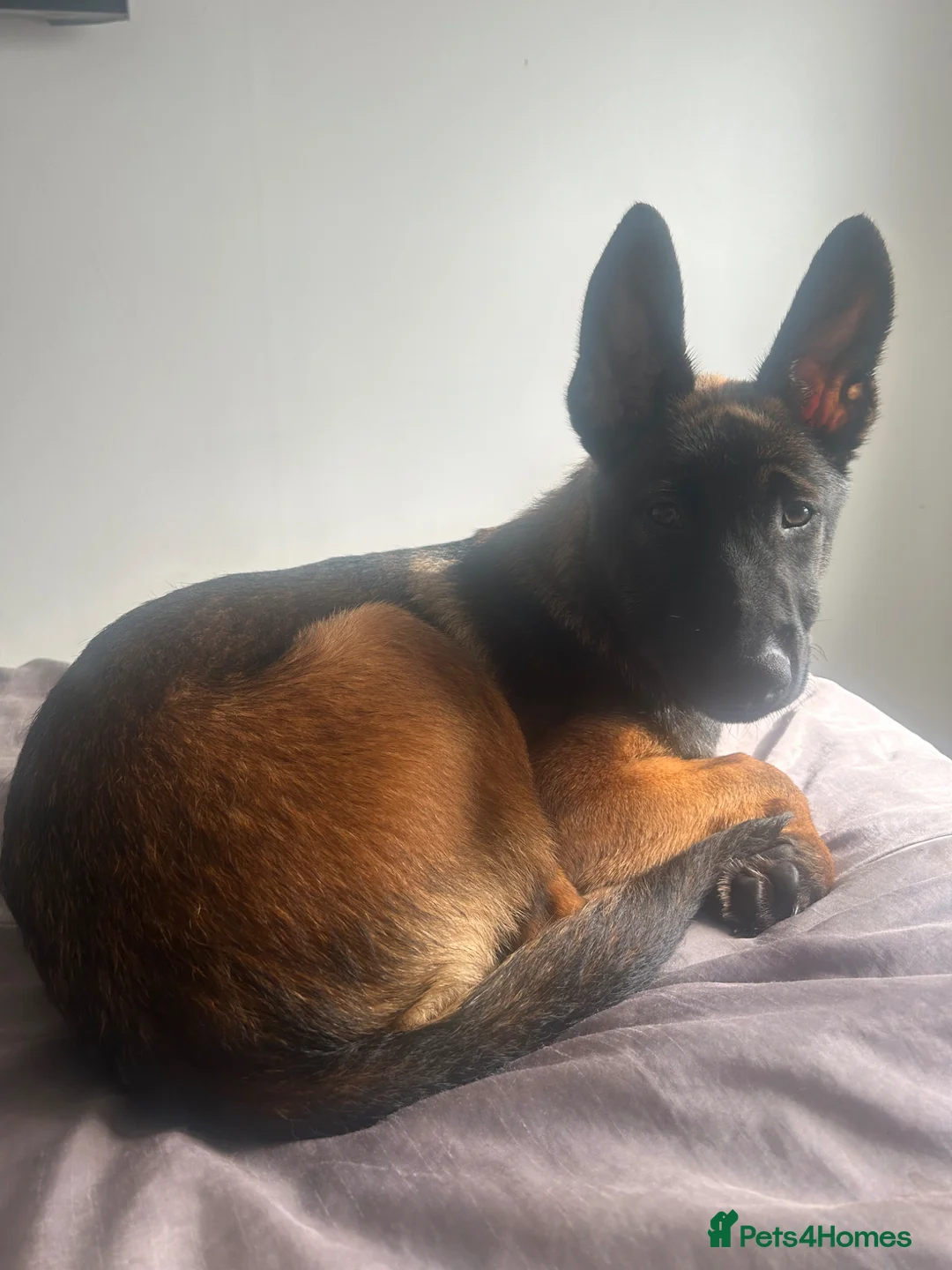 Belgian Shepherd Dog dogs for sale: 4 Month Old Belgian Malinois - Advert 2