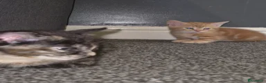 Mixed Breed Kitten 4