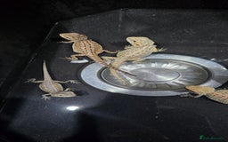 Bearded Dragon reptiles for sale: Baby bearded dragons - Image 18