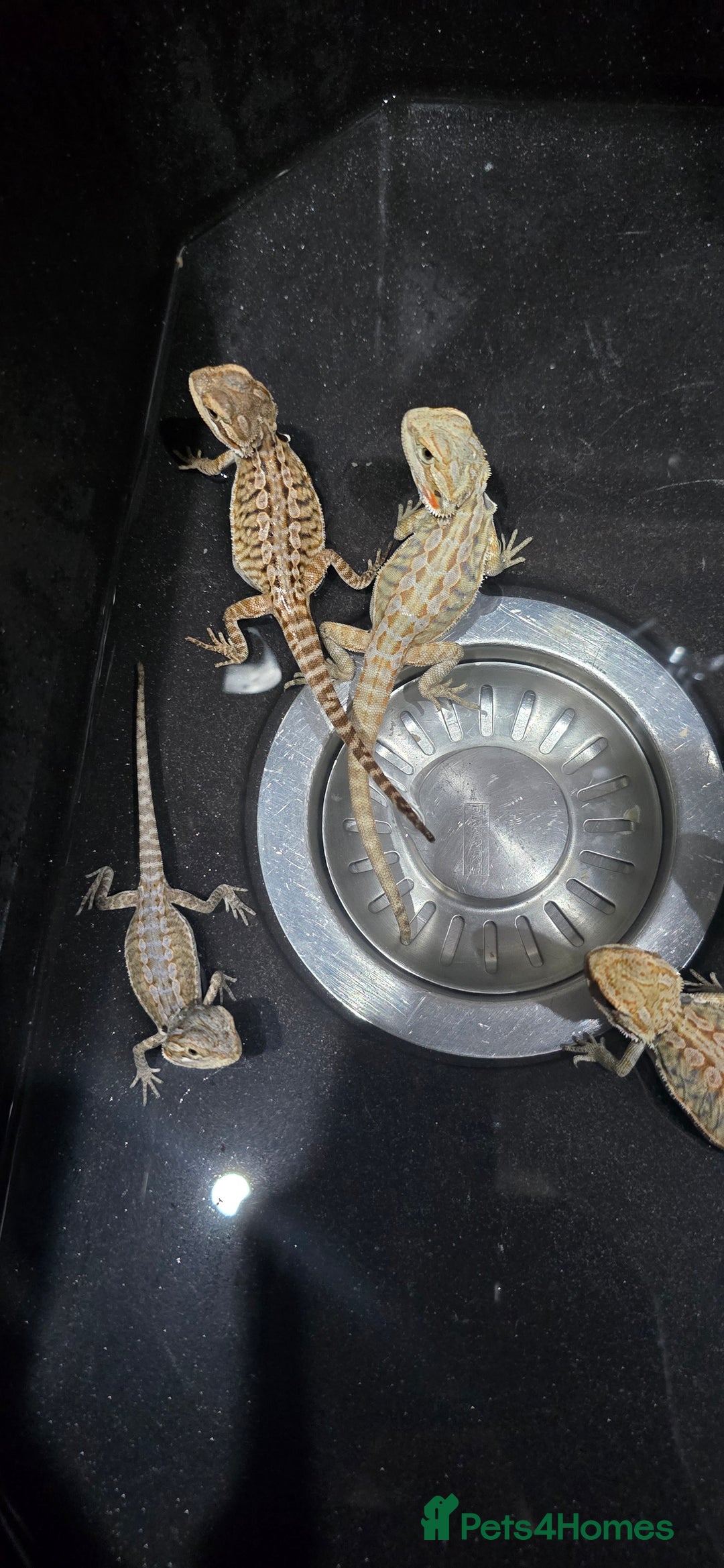 Bearded Dragon reptiles for sale: Baby bearded dragons - Image 18