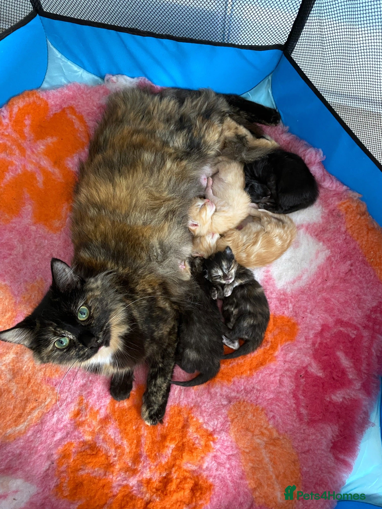 Maine Coon cats 5 mainecoon mix kittens  - Advert 4