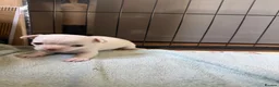 Chihuahua dogs for sale: Smooth coat chihuahua puppies  - Advert 5