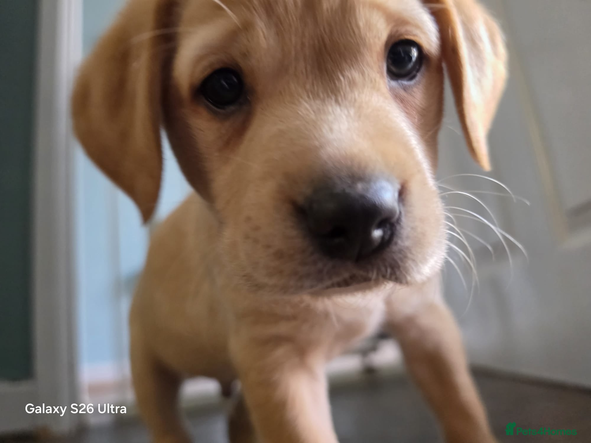 Labrador Retriever dogs Beautiful Labrador Puppies  - Advert 2