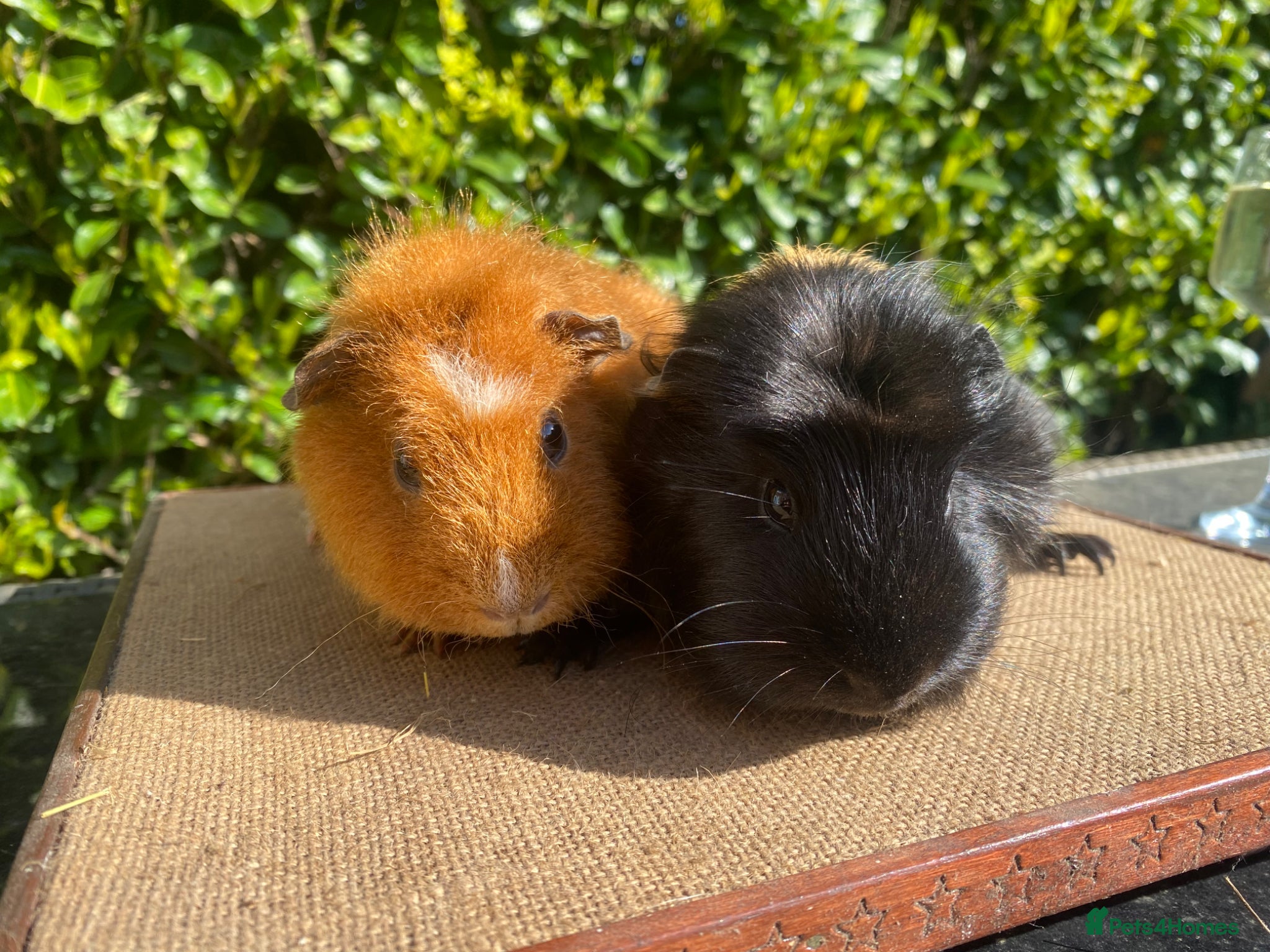Guinea Pig rodents 2 pairs of stunning Guinea pigs ready now - Advert 7