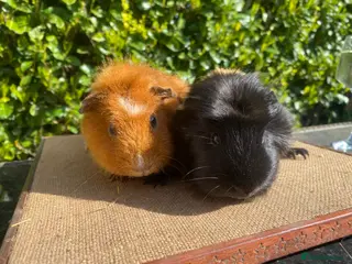 Guinea Pig rodents 2 pairs of stunning Guinea pigs ready now - Advert 7