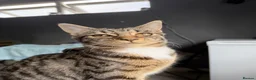 Domestic Shorthair cats for sale: beautiful twin kittens  in Coalville - Advert 3