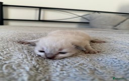 Ragdoll cats for sale: RAGDOLL X KITTENS  - Image 11