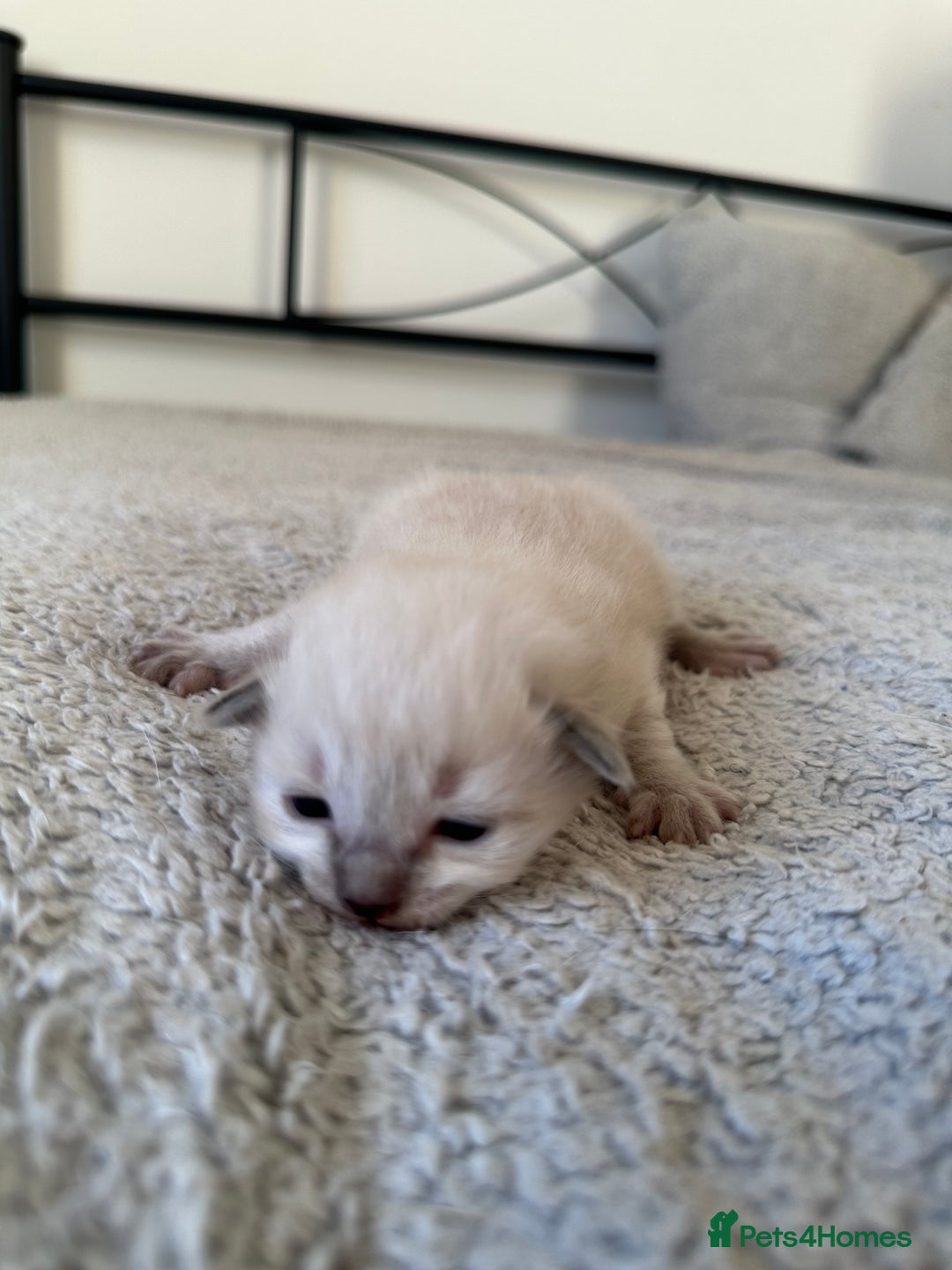 Ragdoll cats for sale: RAGDOLL X KITTENS  - Image 11