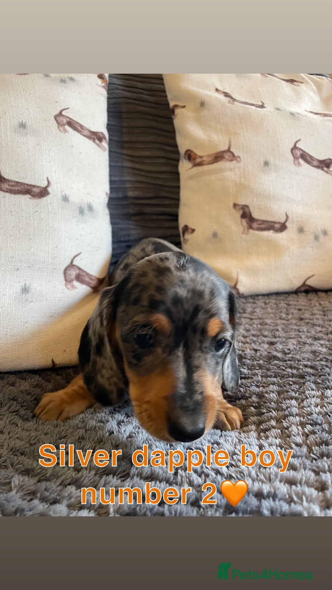 Miniature Dachshund dogs for sale: Male miniature dachshund puppies need homes❤️🐾 - Image 5