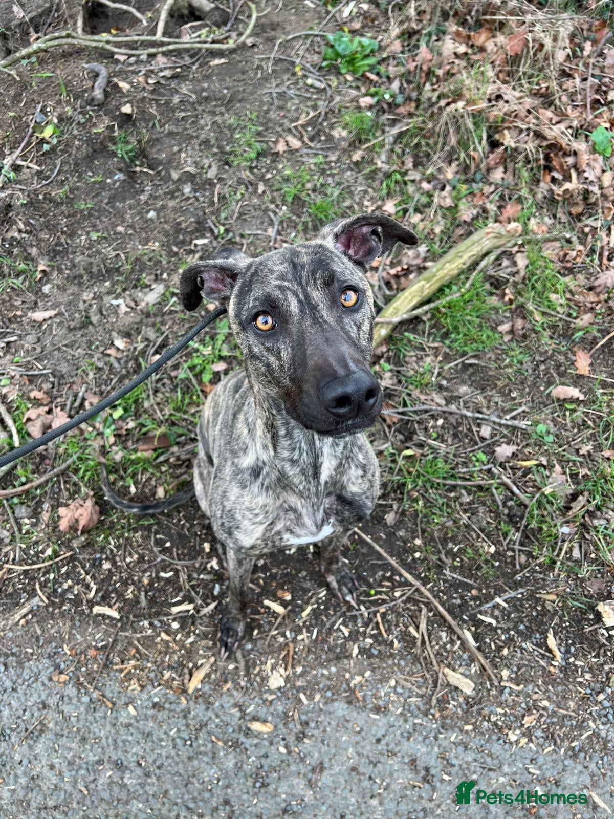 Lurcher dogs Stunning male Lurcher needs a home!  - Advert 7