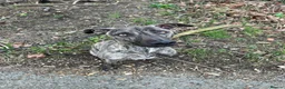 Lurcher dogs for sale: Stunning male Lurcher needs a home!  - Advert 1