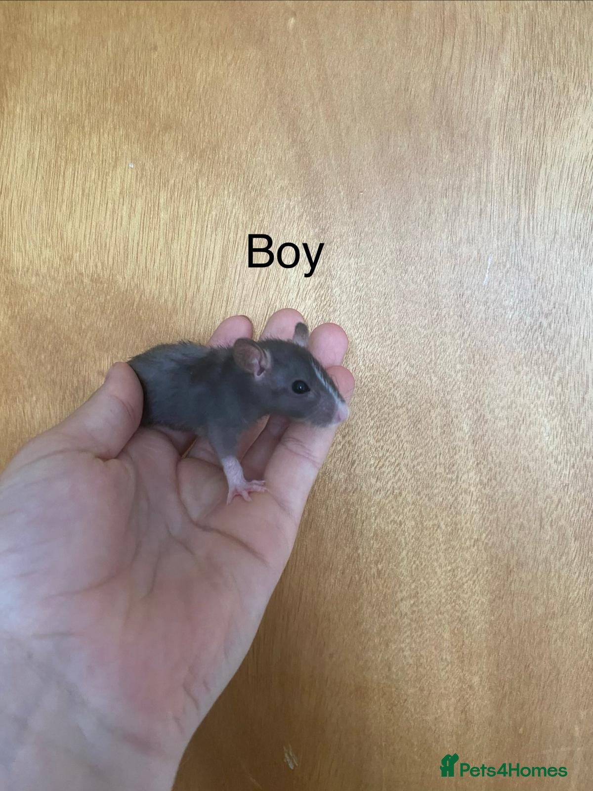 Rat rodents for sale: Mixed sexed baby rats in Chelmsford - Advert 32