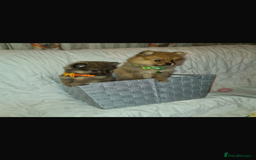 Pomeranian dogs for sale: Pomeranian. Full breed miniature puppies  - Image 11