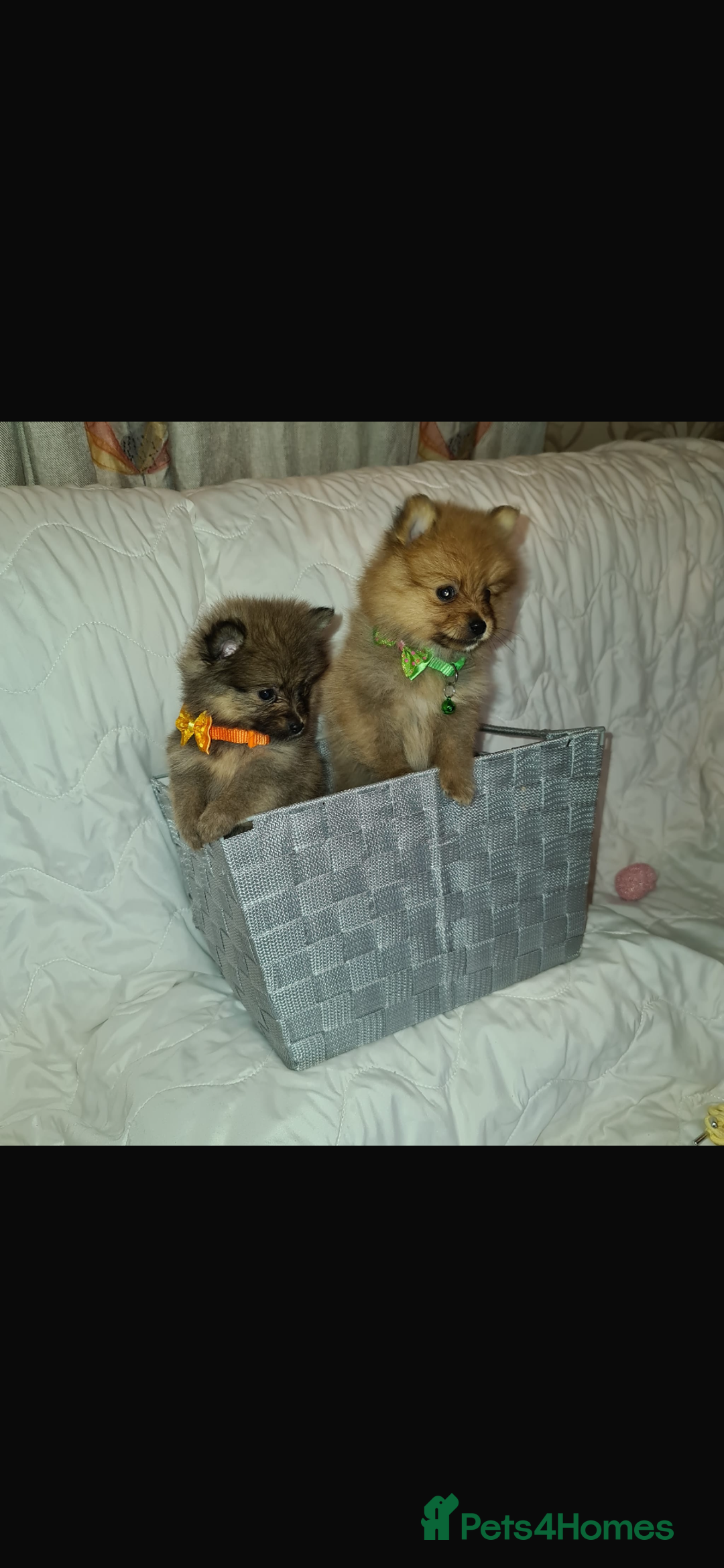 Pomeranian dogs for sale: Pomeranian. Full breed miniature puppies  - Image 11