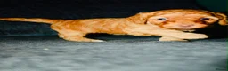 Sproodle dogs for sale: Last Litter of Sproodles  - Advert 13