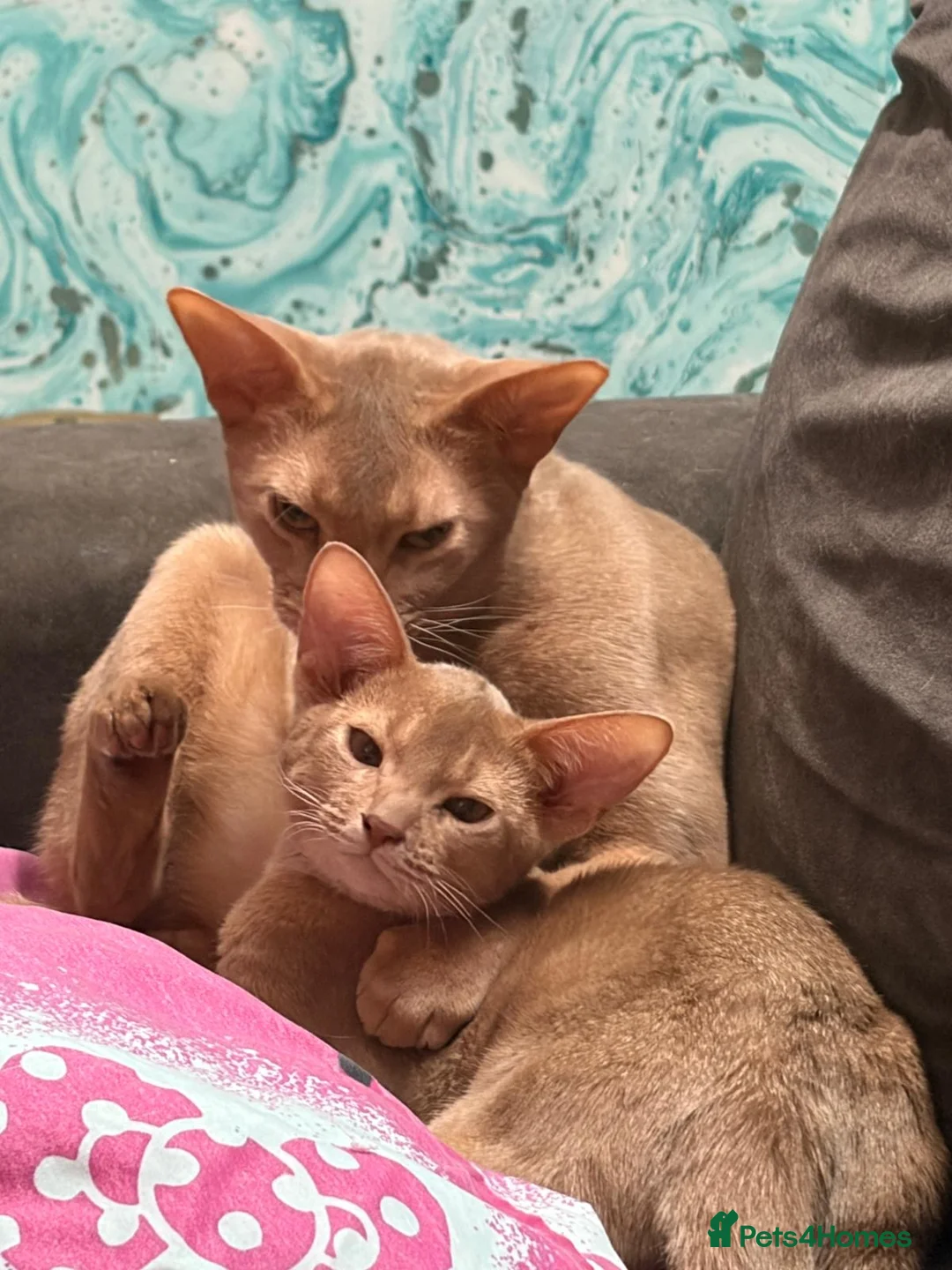 Abyssinian cats for sale: Fawn boy kitten, ready for a loving home - Advert 2