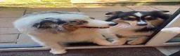 Australian Shepherd dogs for sale: Black Tri Boy KC Reg READY SUNDAY  - Advert 9
