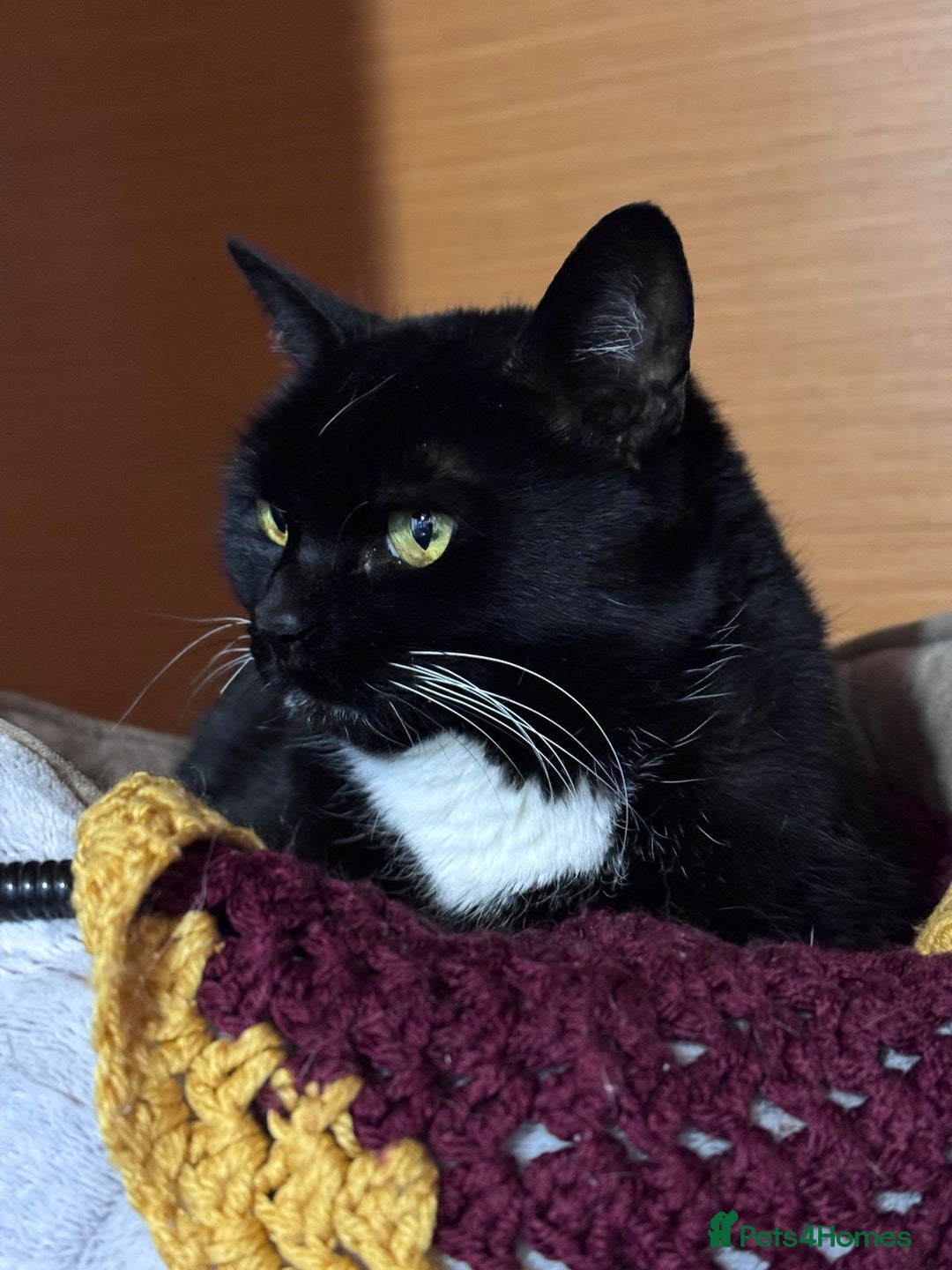 Mixed Breed cats for adoption: Toots - a lovely middle aged lady in good health - Advert 6