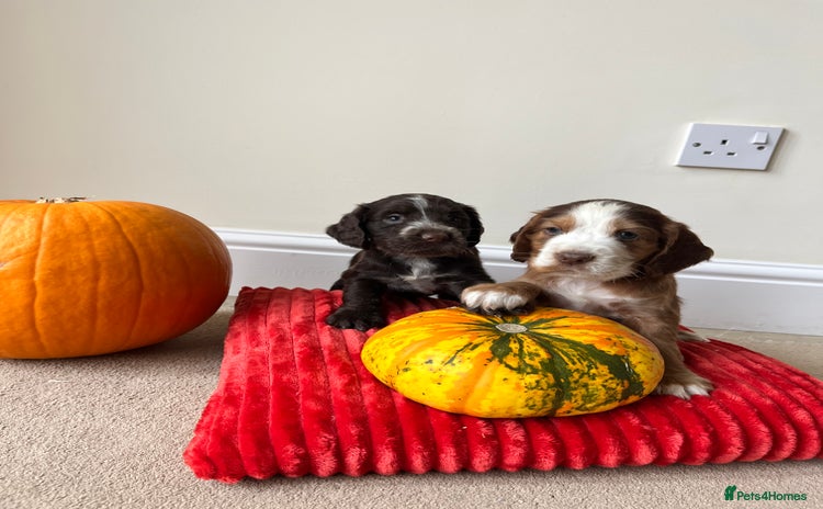Cocker Spaniel dogs - Advert 3