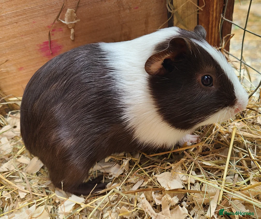 Guinea Pig rodents for sale: Guinea Pigs in South Brent - Advert 2