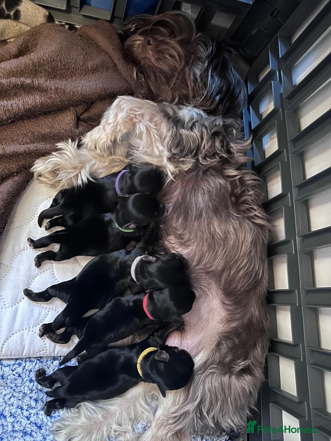 Yorkshire Terrier dogs for sale: Beautiful Yorkshire terrier puppies for sale - Advert 1