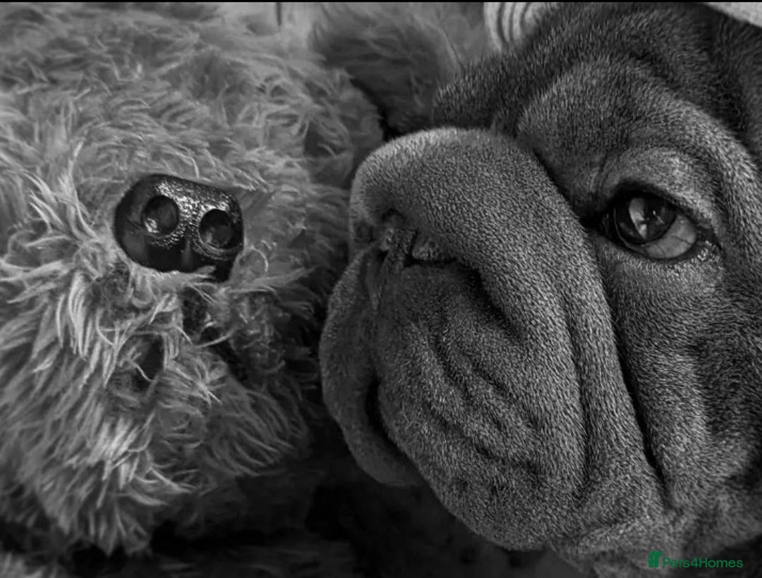 French Bulldog dogs for stud:  Elite Micro  Blue Frenchie Stud - Advert 14