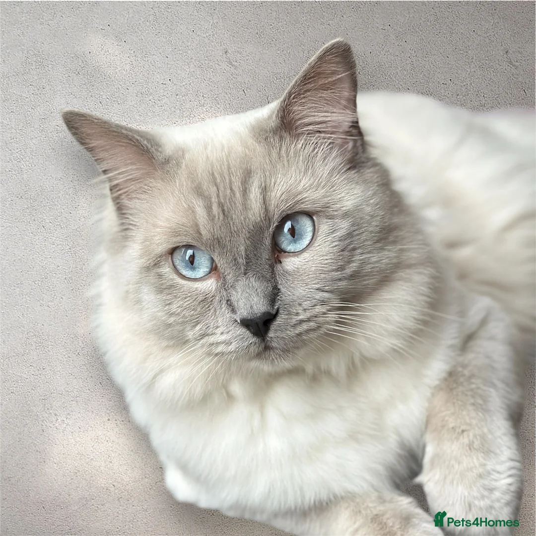 Ragdoll cats for stud: DNA TESTED🧬 Blue Point, Choc Carrier Ragdoll STUD - Advert 15