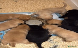 Labrador Retriever dogs for sale: beautiful litter of labradors - Image 3
