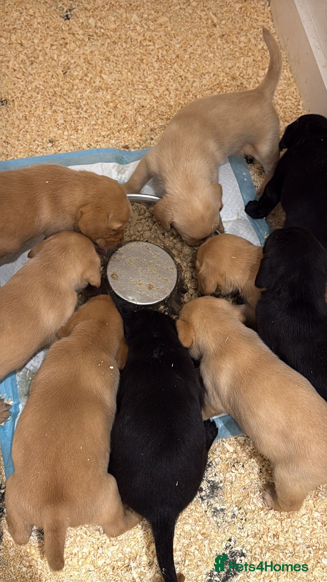 Labrador Retriever dogs for sale: beautiful litter of labradors - Image 3