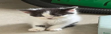 Maine Coon 2