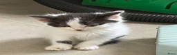 Maine Coon cats for sale: Last gorgeous male Maine Coon X longhair - Advert 10