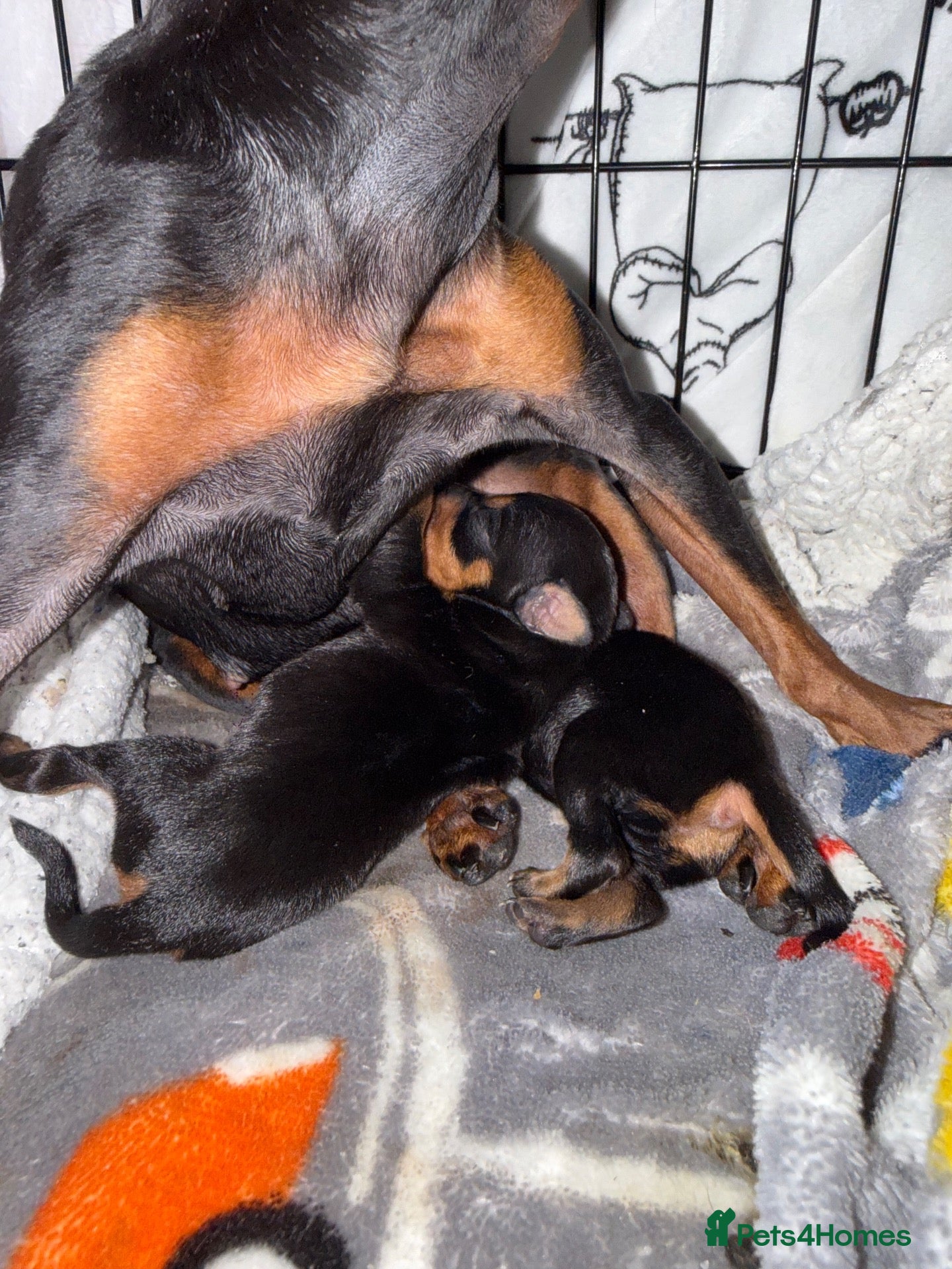 Miniature Pinscher dogs Miniature pinscher puppies for sale  - Advert 2