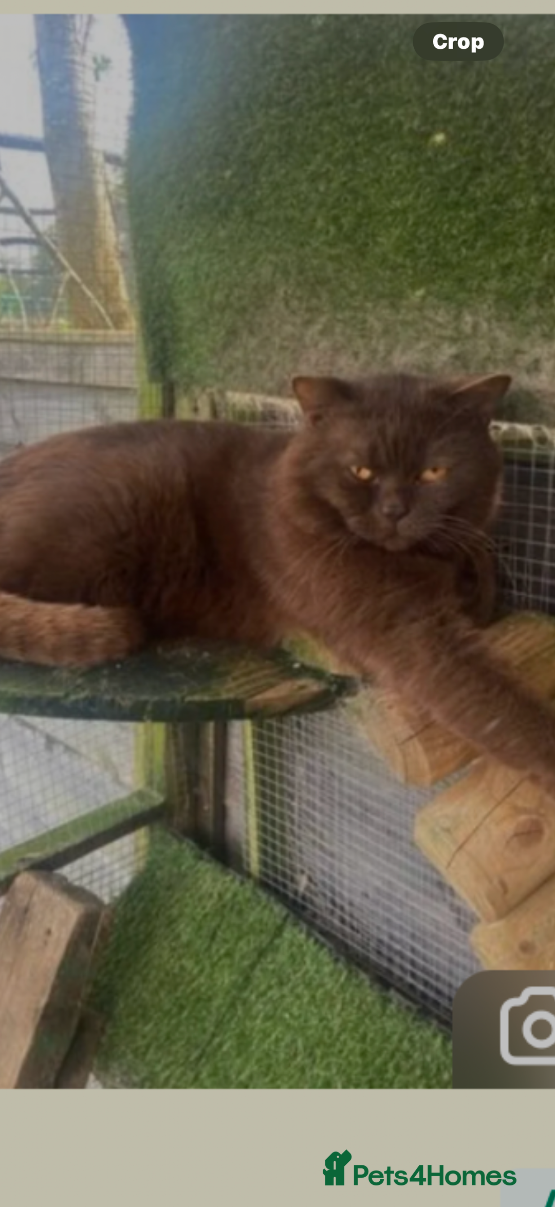 British Shorthair cats for sale: BSH Kittens 2 Chocolate / Salmon tip girl - Image 7