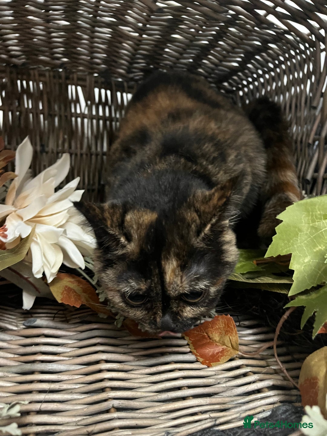 British Shorthair cats for sale: REDUCED Two tortoise shell kittens 5 month old  - Image 6