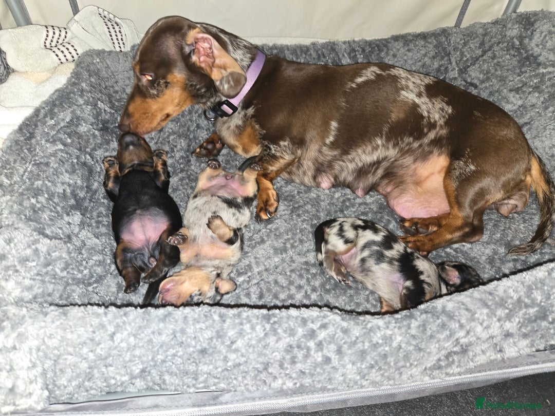 Miniature Dachshund dogs for sale: Miniature dachshund  - Image 2