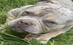 American Bully dogs for stud: ****BEAUTIFUL STUD**** - Image 4