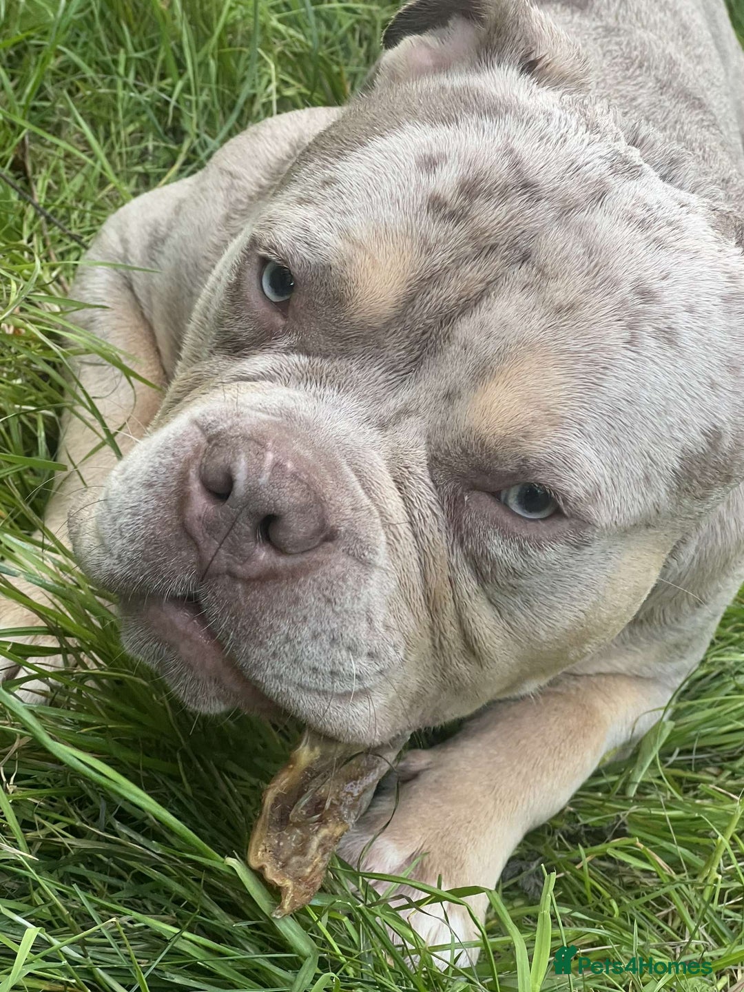 American Bully dogs for stud: ****BEAUTIFUL STUD**** - Image 4