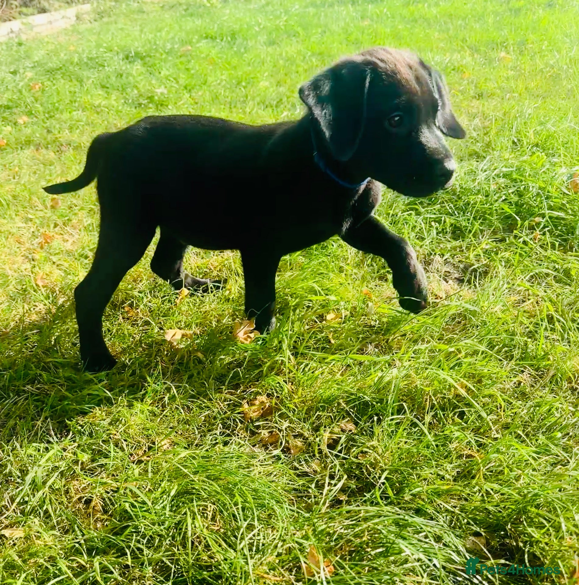 Labrador Retriever dogs 🐾🧡READY BEAUTIFUL Kc Labrador PUPPIES 🧡🐾 - Advert 2