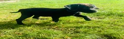 Labrador Retriever dogs for sale: 🐾🧡READY 1 BOY LEFT Kc Labrador PUPPIES 🧡🐾 - Advert 2