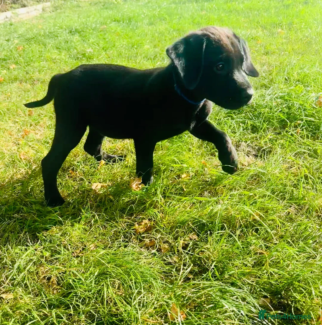 Labrador Retriever dogs for sale: 🐾🧡READY 1 BOY LEFT Kc Labrador PUPPIES 🧡🐾 - Advert 2