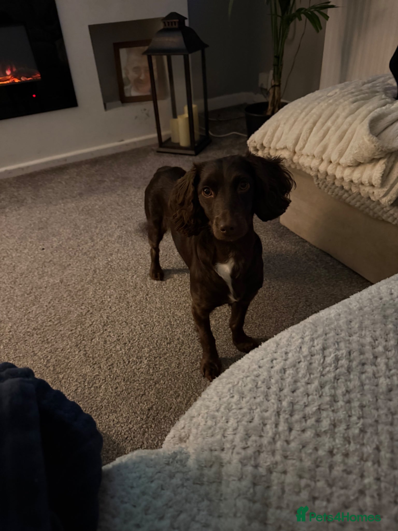 Sprocker dogs for sale: Coco bean  in Wigan - Advert 1