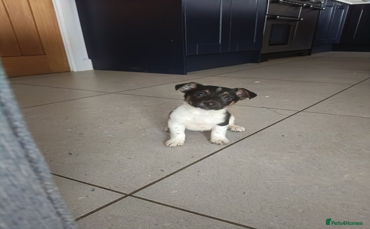 Jack Russell dogs - Advert 8