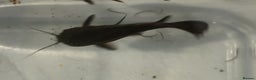 Catfish fish for sale: Hoplo Catfish needing new home - Advert 6