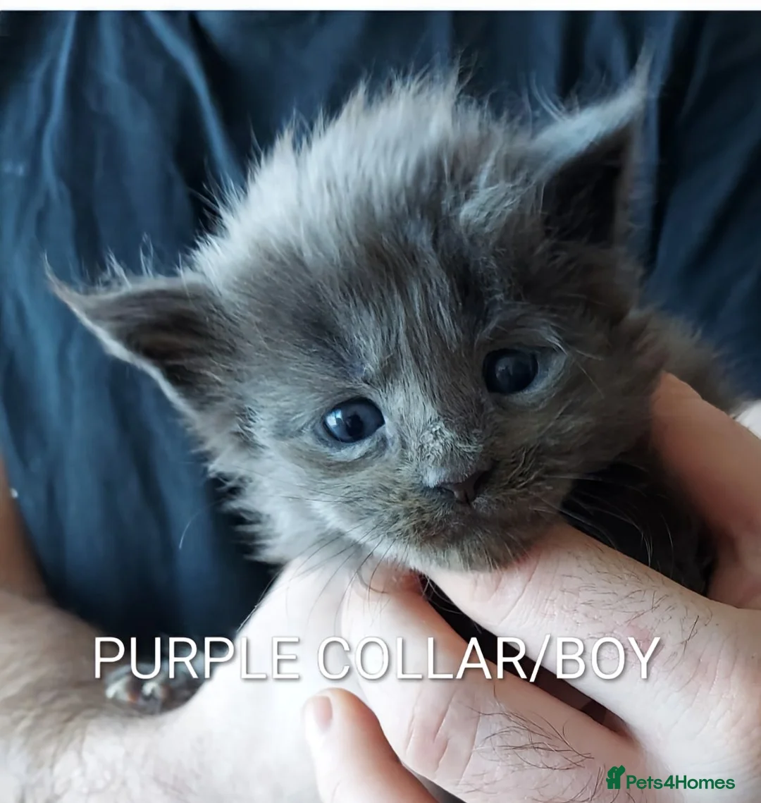 Maine Coon cats for sale: RARE COLOURS!!! MAINE COON KITTENS/DNA/GCCF  - Advert 25