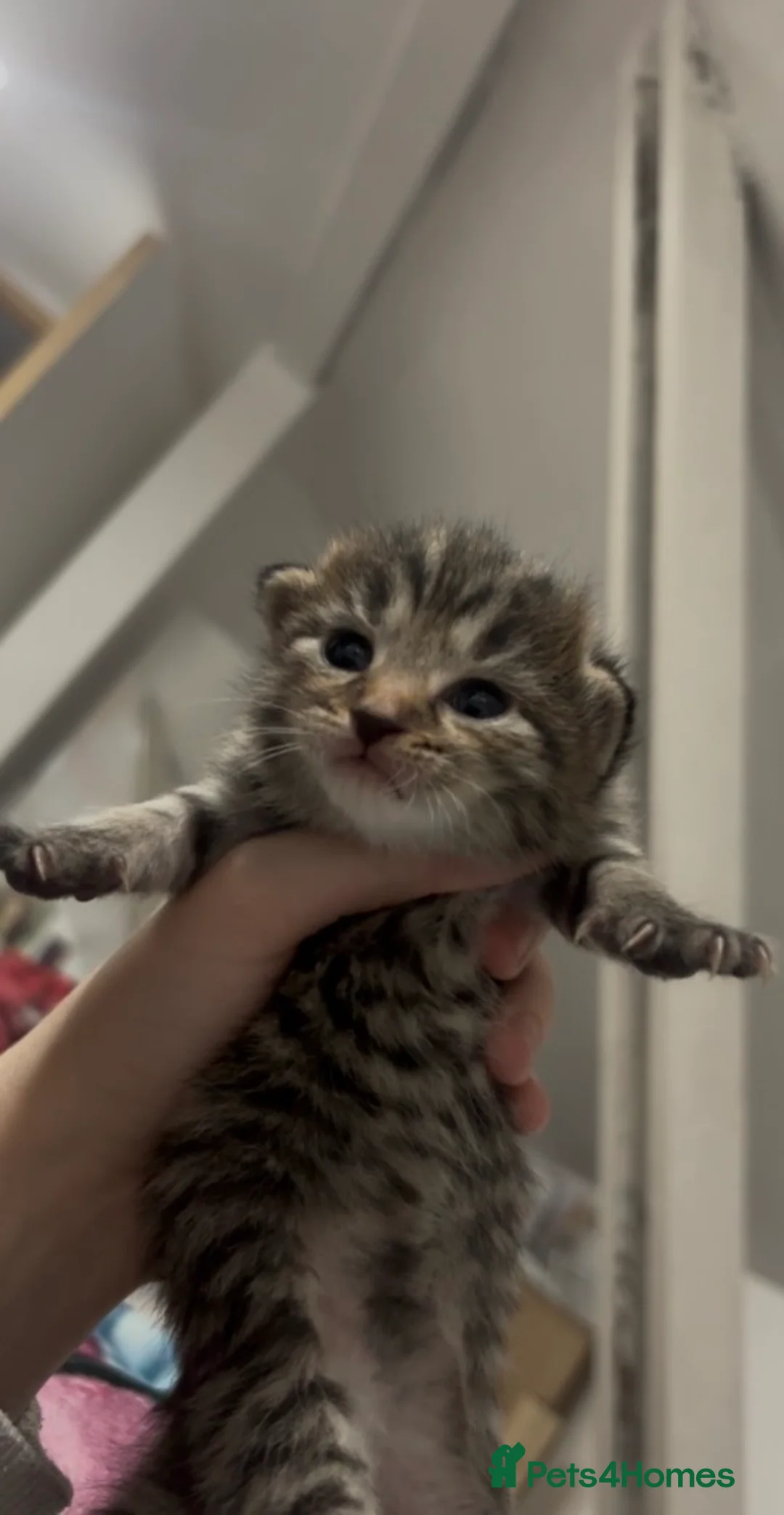 Norwegian Forest Cat cats for sale: norwegian mixes   - Advert 3