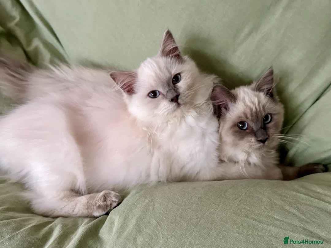 Ragdoll cats for sale: Lovely Ragdoll Sisters – Rehoming Together - Advert 4