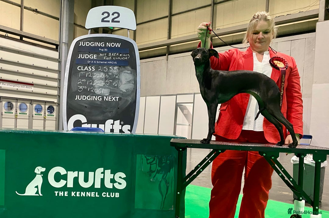 Italian Greyhound dogs for sale: KC Reg Italian Greyhound blue girl - Advert 10